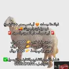 ذبايح