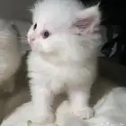 قطط