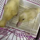 بط للبيع
