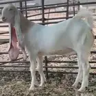 جفرتين خصم الخصم للقنايه واهل الزين