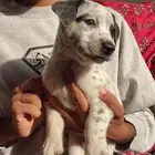 كلاب جراوي للتبني هاسكي ودالميشن متعلمه على الحمام