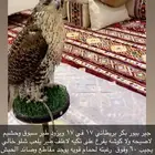 للبيع جير بيور معلومات في صوره