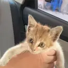 قط كيتين بلدي للتبني منقذ