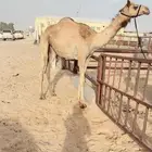 للبيع حقه راهيه ضغط عالي شكل وسلاله