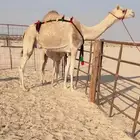 خلفه منتج سبق وتحتها بكره فل للبيع هجن