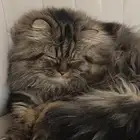قط ذكر شيرازي للبيع