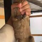 وبر