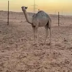 قعود قصب