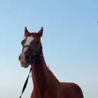 فرس شعبي