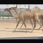 بكره صفراء