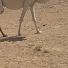 ناقه ضريبه مصعد