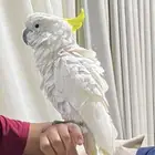 للبيع