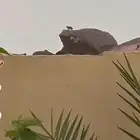 طيور و ب ر ا ن نجديه