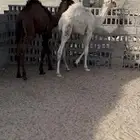 قعدان