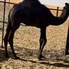 حاشي فل شحم