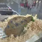 سلحفاء