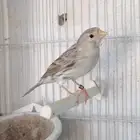 جوز كناري