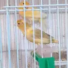 أجواز كناري(تم البيع)