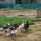 دجاج رومي للبيع