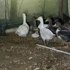 وز إوز للبيع ذهبان .