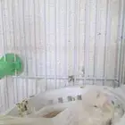 جوز كناري بالاأنتاج (تم البيع)