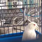 كناري جاسب