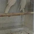 زوج كروان البينو