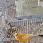 جوز كناري سوري جزري غامق