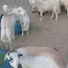 حري