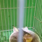 جوز كناري سوري (تم البيع)