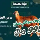 أفضل الذبائح   تنتظرك  العرض سار  لأيام محدودة.