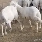 مشروع فحل ضغط عالي