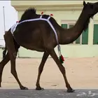 مجهم خفوت طيبه جدا وسلم العذاريب