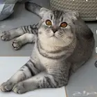 قط ذكر للبيع بسعر رمزي