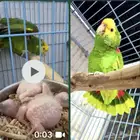 بيع انثى دبل يولو هد مقنا منتجه ومتكلمه