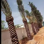 نخل واشنطن وعربي وتوريد نخيل بجميع انواعه