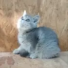 سكوتش ستريت بيور لتبني برسوم