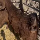 Shami goat for sale male with a strong build healthy and of 