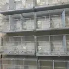 اقفاص طيور للبيع