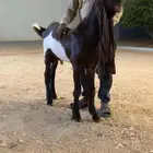 عرض مشروع فحل خصم