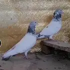 زوج قولدن