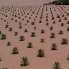 فروخ نخيل للبيع