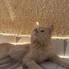 قط شيرازي مهجن للتبني