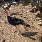 ديك رومي للبيع