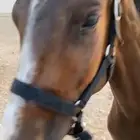 حصان عربي