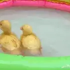 بطتين صغار عمرها اسبوع