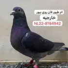 لعشاق المسافات الطويلة ( فان روي x جان اردن ) بيور