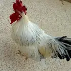 ديك بلدي