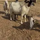 للبيع تيس بورقت