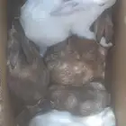 أرانب للبيع